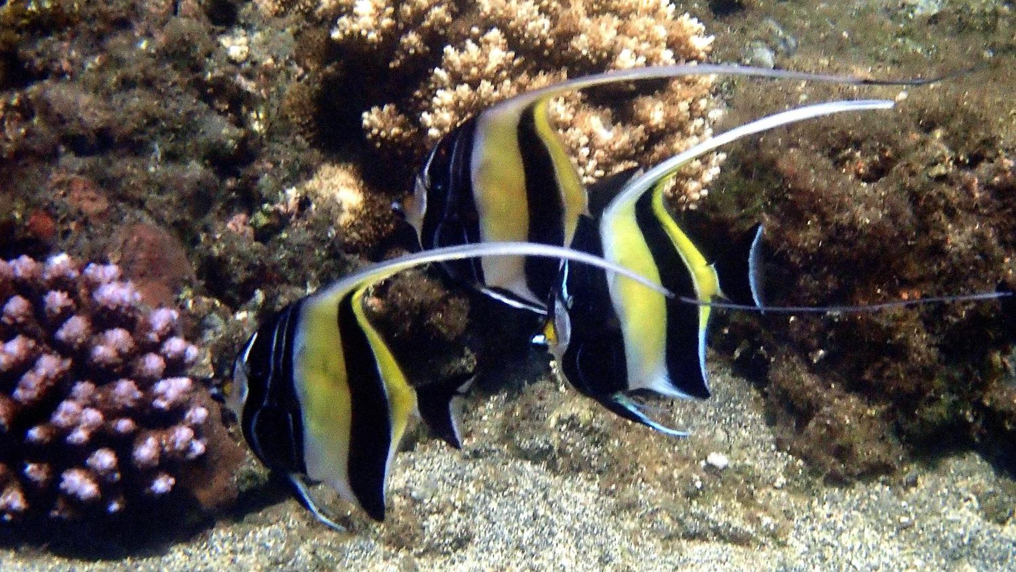 Étang-Salé les Bains Cazadodoヴィラ エクステリア 写真